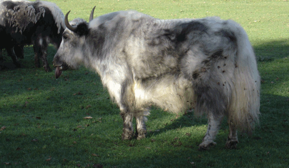 BTV‑8-Ausbruch im Saarland: Rheingau‑Taunus‑Kreis liegt nun in ausgeweiteter Sperrzone BTV‑8-Ausbruch im Saarland: Rheingau‑Taunus‑Kreis liegt nun in ausgeweiteter Sperrzone