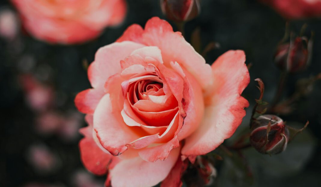 Eltville führt befristete Jahrespatenschaften für Rosengarten ein Eltville führt befristete Jahrespatenschaften für Rosengarten ein