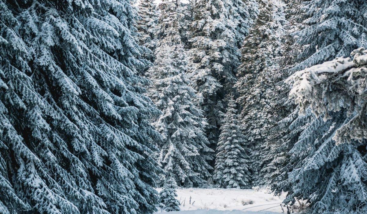 Forstamt Rüdesheim bietet wieder Weihnachtsbäume zur Selbstsuche im Wald an Forstamt Rüdesheim bietet wieder Weihnachtsbäume zur Selbstsuche im Wald an