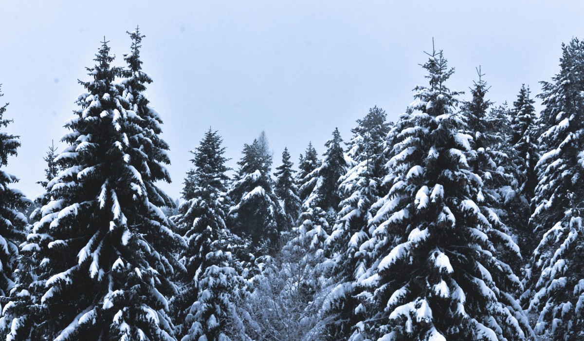 Forstamt Rüdesheim verkauft Weihnachtsbäume aus heimischen Beständen am 20. Dezember