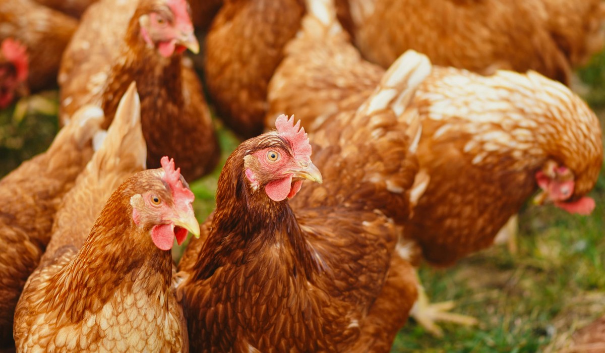 Kleine Geflügelbestände dürfen wieder ins Freie, Aufstallpflicht für Großbetriebe bleibt bestehen Kleine Geflügelbestände dürfen wieder ins Freie, Aufstallpflicht für Großbetriebe bleibt bestehen