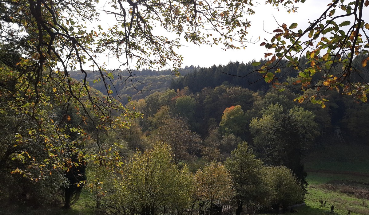 Rauenthal erhält 5,4 Kilometer langen Rundweg durch Kapellen, Wiesen und Weinberge Rauenthal erhält 5,4 Kilometer langen Rundweg durch Kapellen, Wiesen und Weinberge