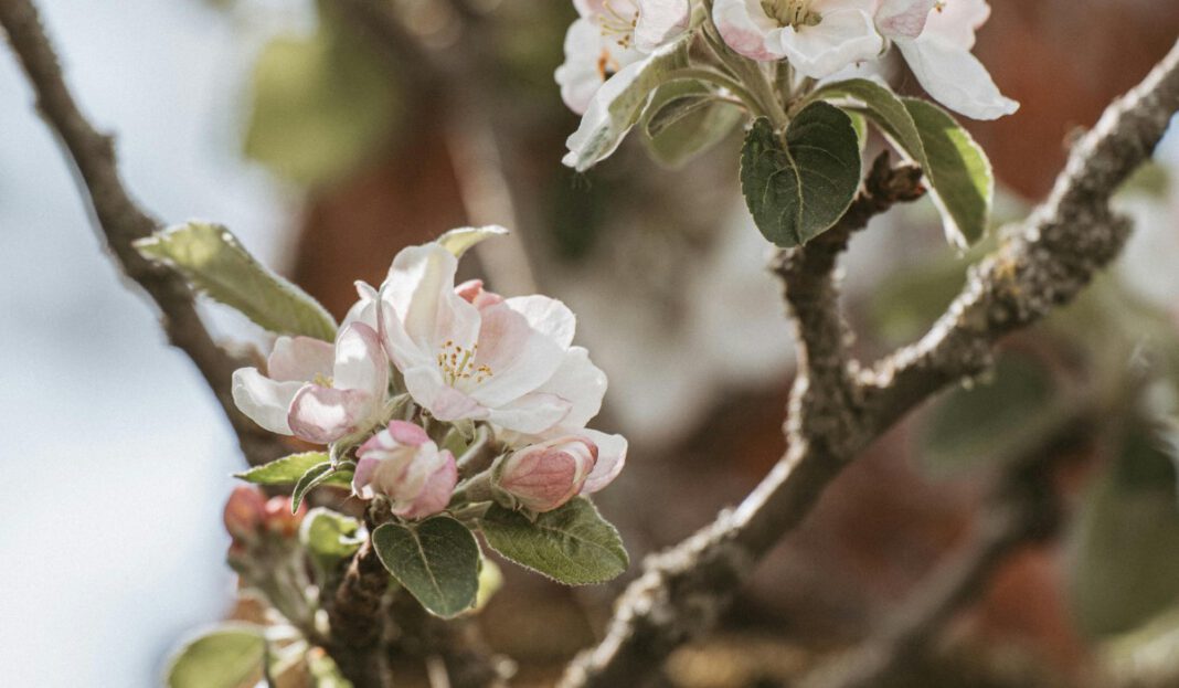 Vier Tage Umleitungen rund um Naurod wegen Äppelblütefest