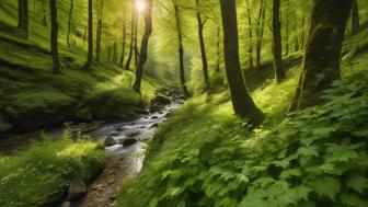 Wandern Taunusstein Tipps: Die besten Tipps für unvergessliche Wandererlebnisse Wandern Taunusstein Tipps: Die besten Tipps für unvergessliche Wandererlebnisse