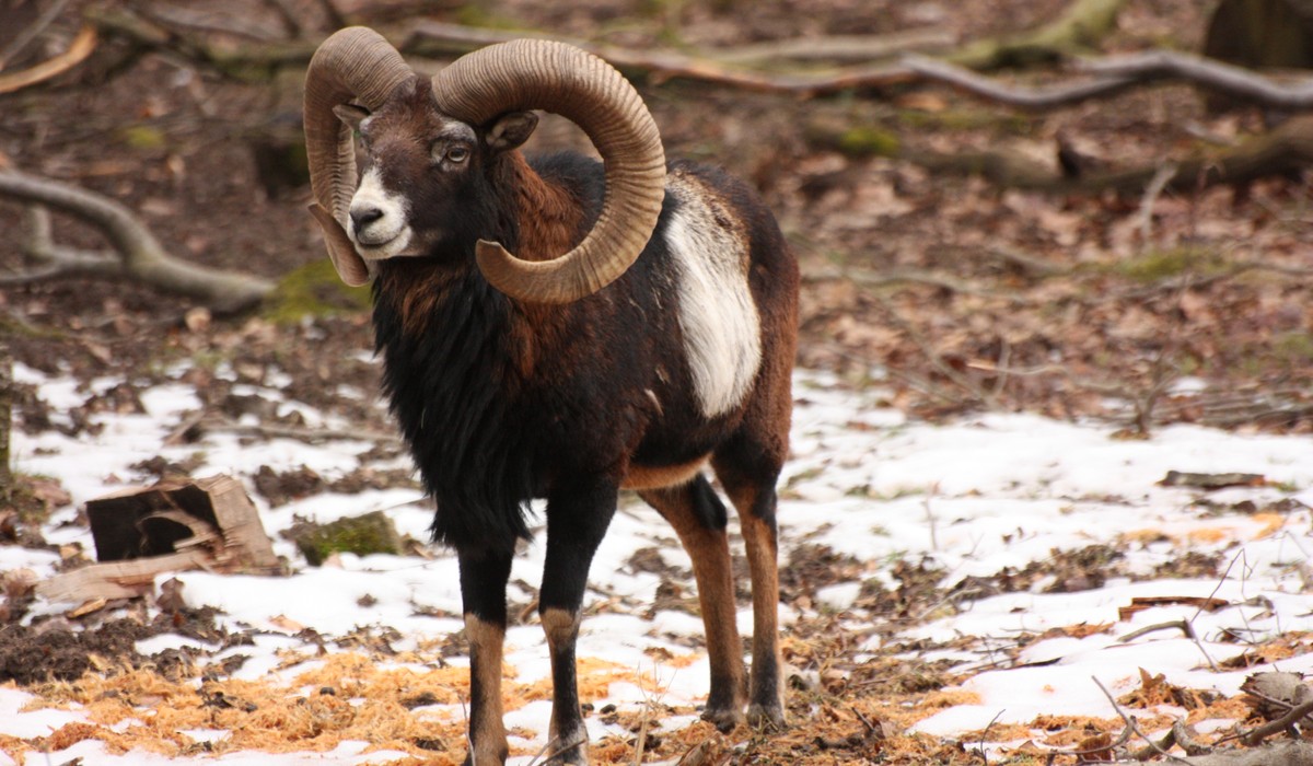 Wie Wildtiere den Winter überstehen: Familienführung in der Fasanerie Wie Wildtiere den Winter überstehen: Familienführung in der Fasanerie