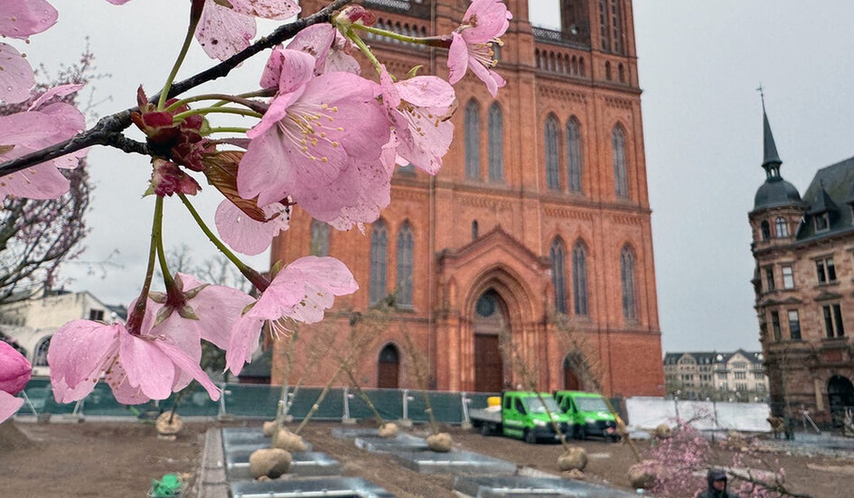 Wiesbaden pflanzt 24 Bäume auf dem Schlossplatz und baut unterirdische Bewässerung Wiesbaden pflanzt 24 Bäume auf dem Schlossplatz und baut unterirdische Bewässerung